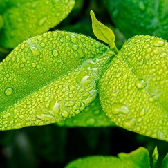 eco-print-6.jpg eco-print-6.jpg